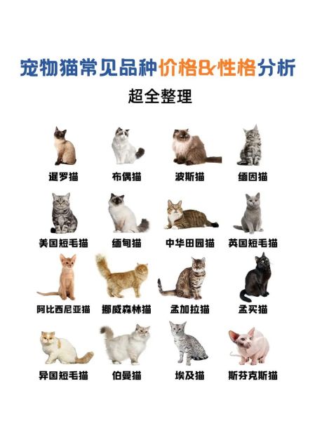 宠物猫的品种及价格(价格也不会太贵)