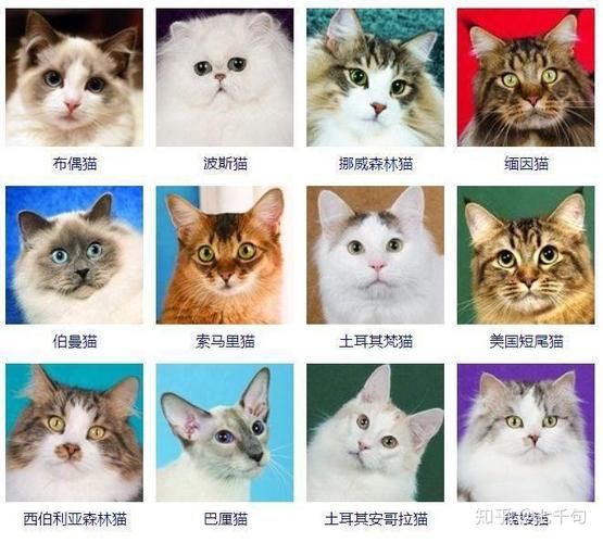 宠物猫的种类(哪种宠物猫更适合你)