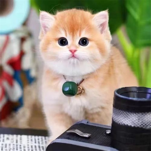 宠物猫的种类(哪种宠物猫更适合你)