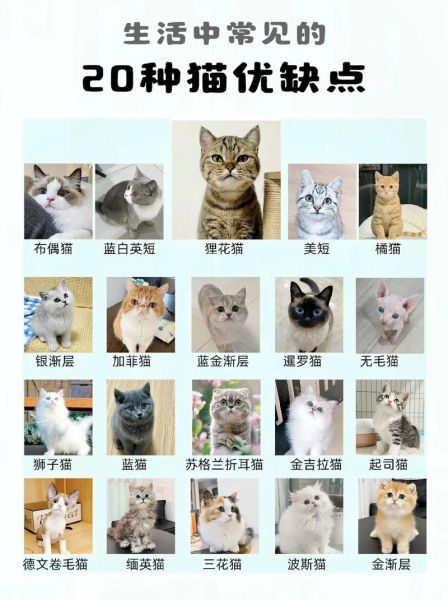 宠物猫种类(养猫新手应该怎么选)