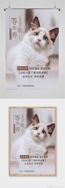 宠物猫领养( 线上平台靠谱吗)
