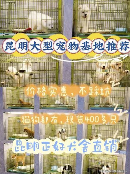 宠物猫领养( 线上平台靠谱吗)