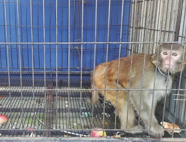 宠物猴多少钱(到底值不值得入手呢)