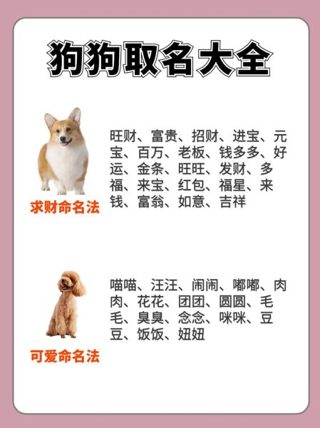 宠物的名字(你最想体现它的什么特点)