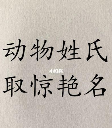 宠物的名字(你最想体现它的什么特点)