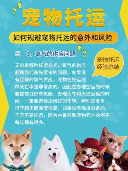 宠物的托运(才能让毛孩子舒服又安全)