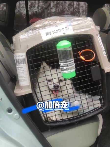 宠物的托运(才能让毛孩子舒服又安全)