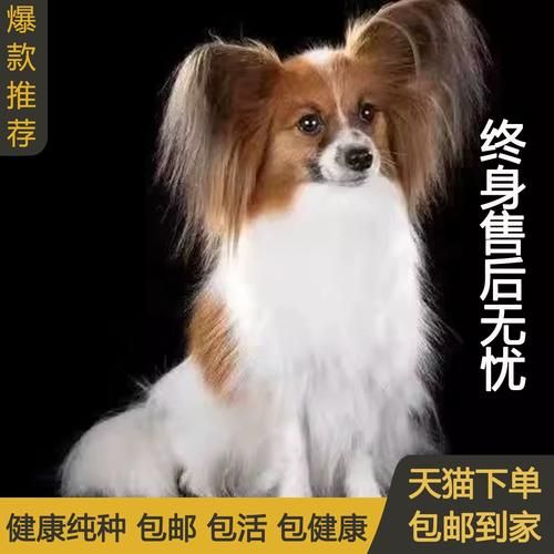 宠物的种类(还是狗的忠诚)