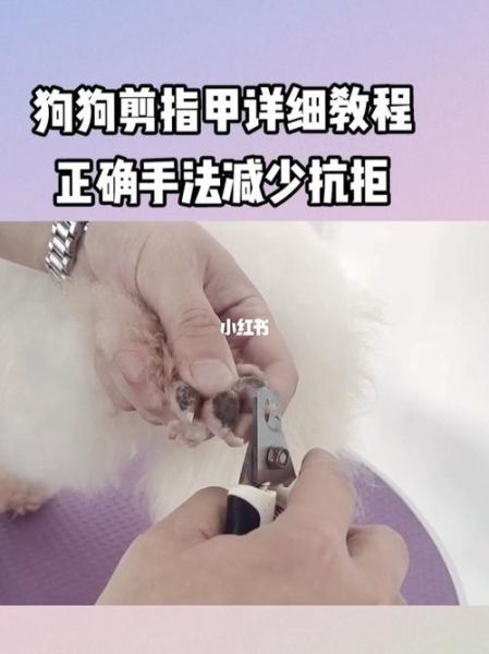宠物的饲养(怎样才能安全地给宠物剪指甲)