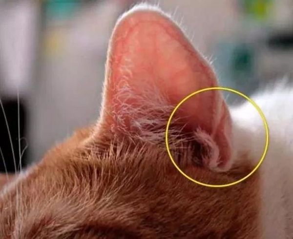 宠物知识(猫咪的耳朵到底能转多大的角度)