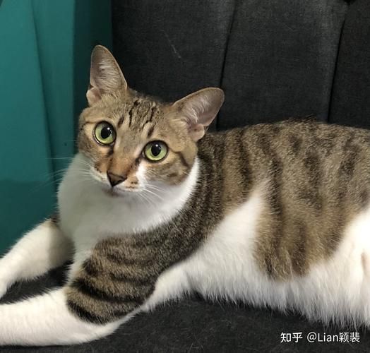 宠物知识(猫咪的耳朵到底能转多大的角度)