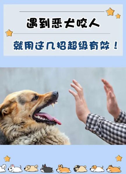 宠物知识大全( 如何防止狗狗乱咬东西)