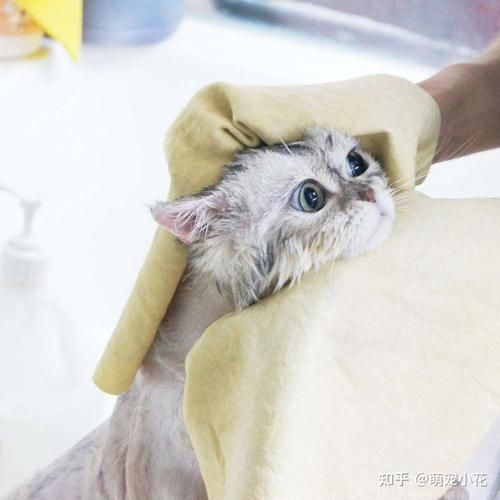 宠物知识问答( 不同毛发类型的宠物洗澡需要注意什么)