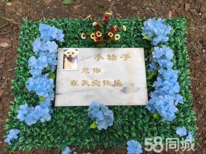 宠物离世可休丧假(公司有规定吗)