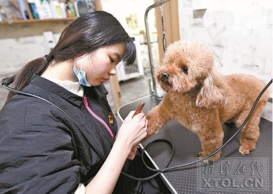 宠物美容(还是个服务行业)