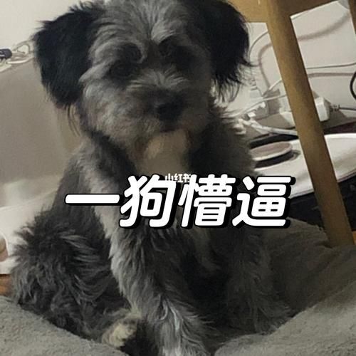 宠物美容台(你需要这份选购指南)