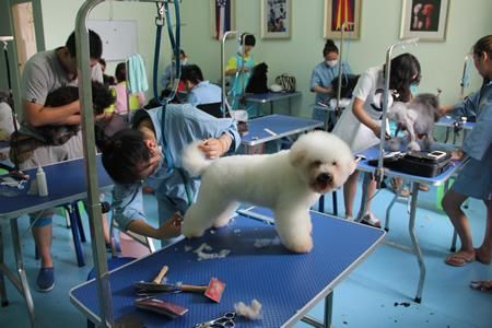 宠物美容培训(学完后能找到工作吗)