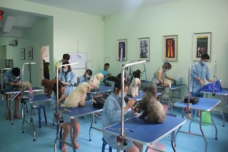 宠物美容培训学校( 学到真正的技术才是关键吧)