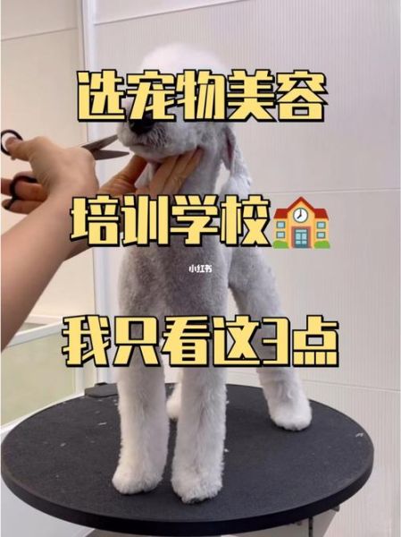 宠物美容培训学费( 靠谱学校怎么选)