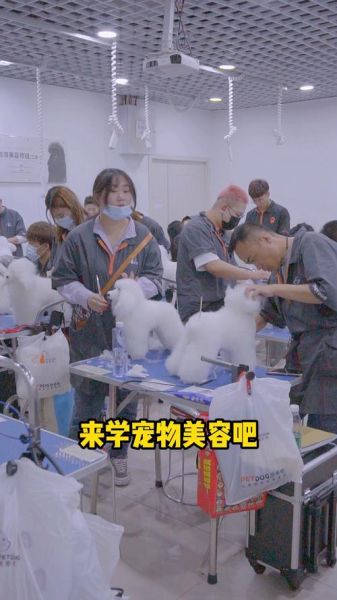 宠物美容学校排名(哪个学校教学质量高)