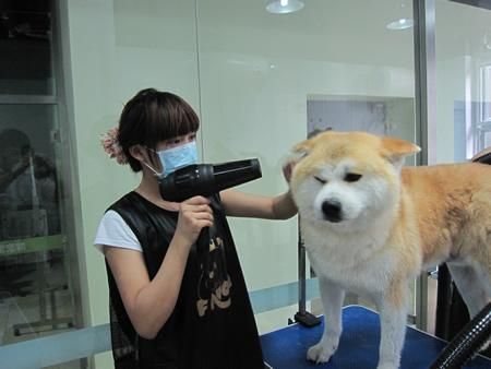 宠物美容学院(宠物美容学院值得去吗)