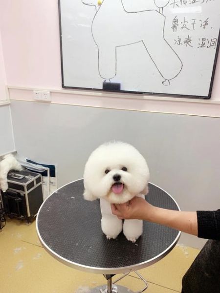宠物美容学院(宠物美容学院值得去吗)