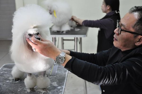 宠物美容师吧(每天都在做什么)