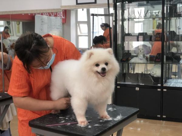 宠物美容师培训中心(宠物美容师培训中心推荐给你)