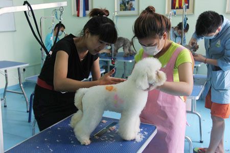 宠物美容师培训学校( 哪家学校能快速上手)