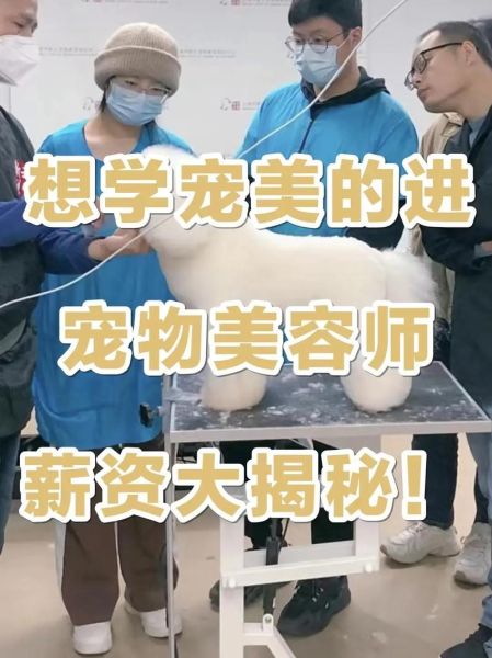 宠物美容师培训学校( 哪家学校能快速上手)