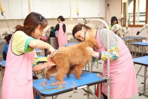 宠物美容师培训机构(去哪个机构更专业)