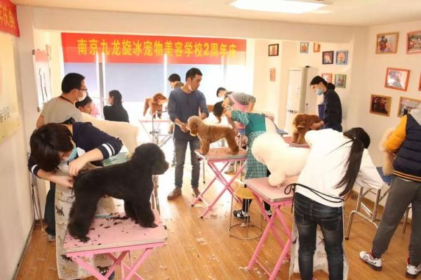 宠物美容师培训班(怎么才能成为一名专业的宠物美容师)