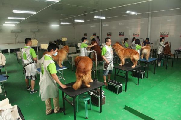 宠物美容师学校(哪家学校靠谱)