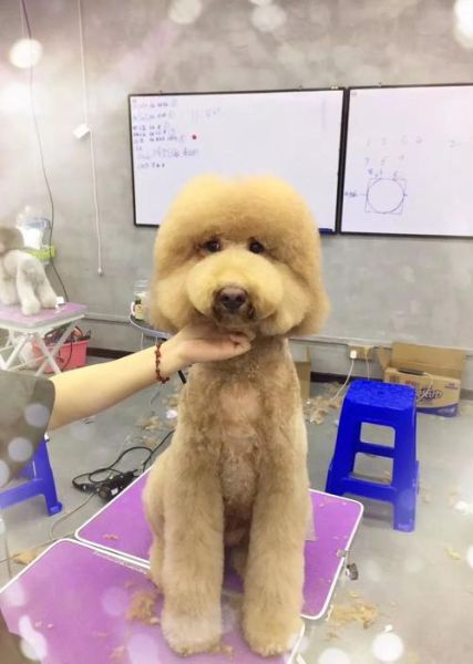 宠物美容师难学吗( 学会了就能给宠物做造型吗)