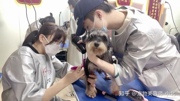 宠物美容技术培训(到底应该学什么技术才能更有竞争力)