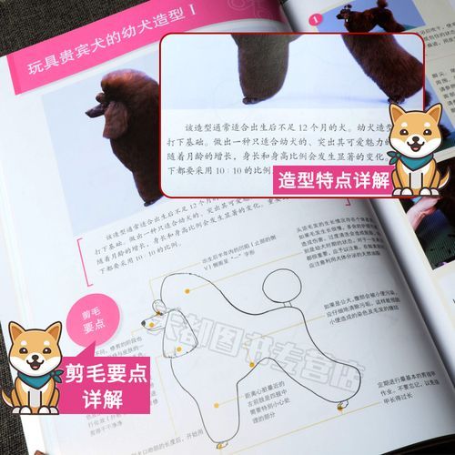 宠物美容教程(需要注意什么)