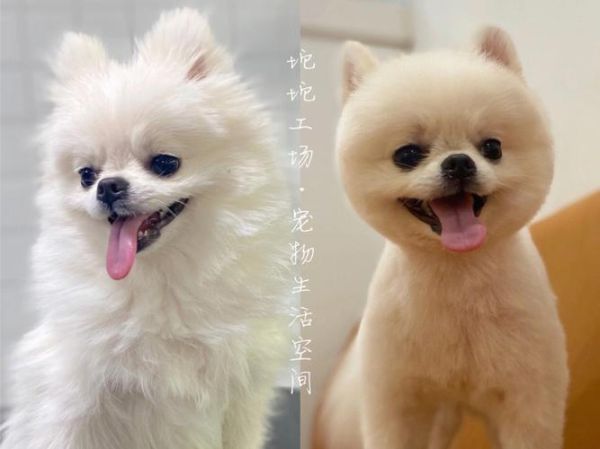 宠物美容视频(视频带你走进萌宠变美之旅)