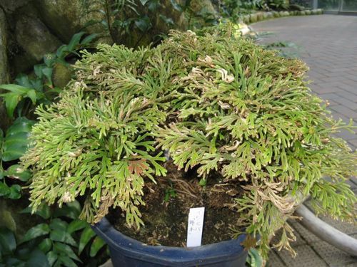 宠物花卉(哪些花卉不能碰)