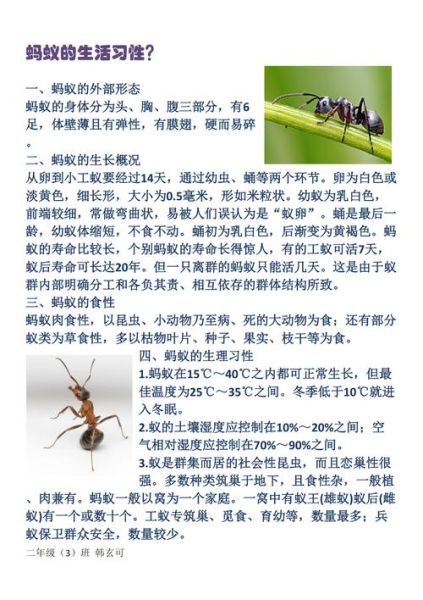 宠物蚂蚁(它们的生活习性你都了解吗)