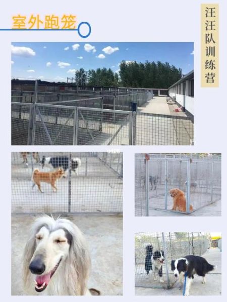 宠物训练多少钱( 我家毛孩子上个学得多少钱)