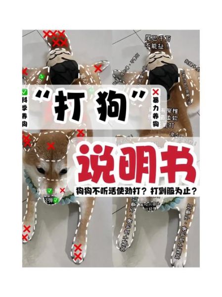宠物训练教程( 你家的毛孩子能听懂你的话吗)