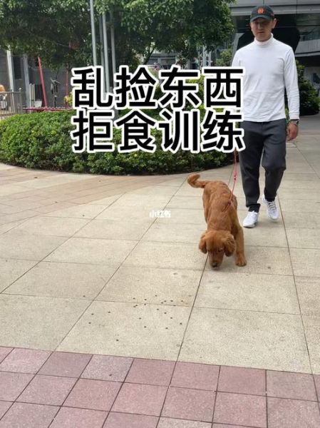 宠物训练教程( 你家的毛孩子能听懂你的话吗)