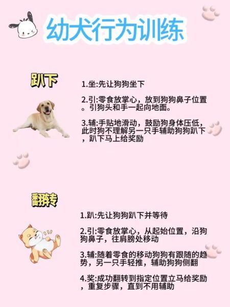 宠物训练方法(有什么需要注意的细节)