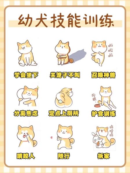 宠物训练方法(有什么需要注意的细节)