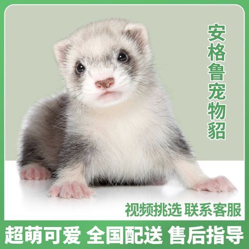 宠物貂的价格( 买一只要花多少钱)