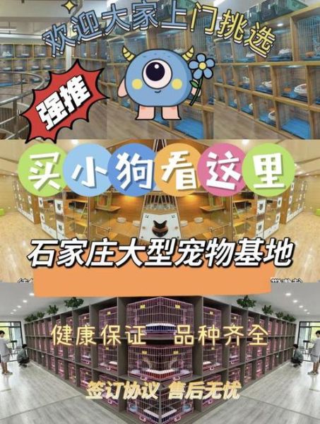 宠物购( 什么平台更方便快捷)