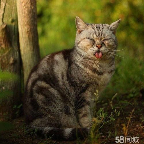 宠物转让(得到妥善的照顾)
