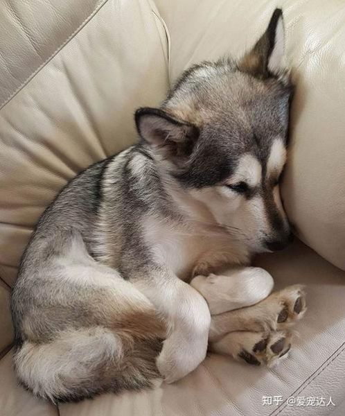 宠物问答(幼犬和成年狗睡眠时间大不同)