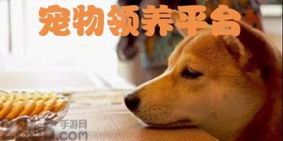 宠物领养平台(哪个更适合你)