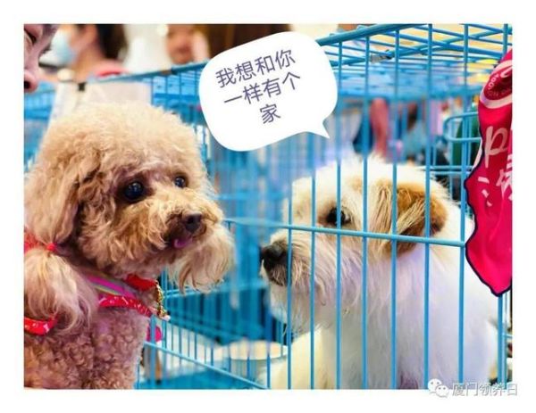 宠物领养网(宠物领养网带你感受爱与陪伴)